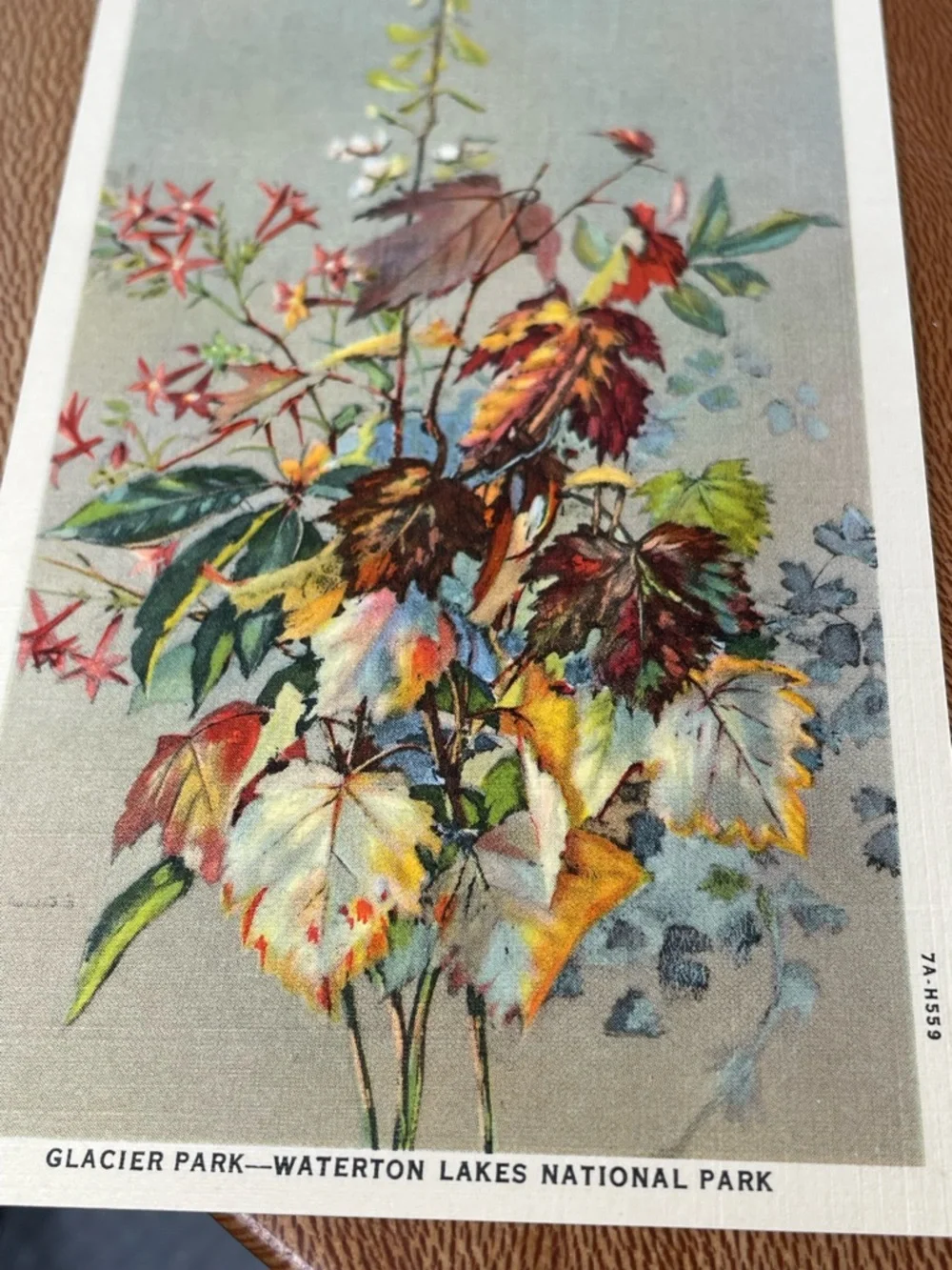 Vintage Pack of Postcards Glacier-Waterton National Parks Floral Set of 12